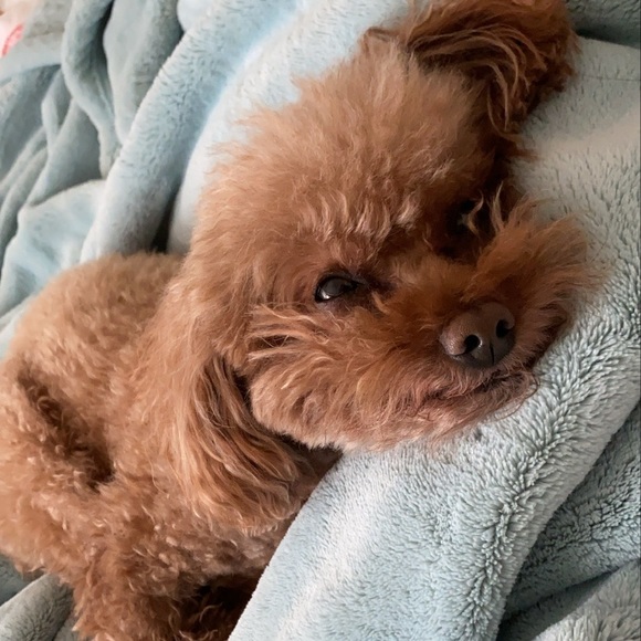 Meet your Posher, Samantha - Picture 1 of 1